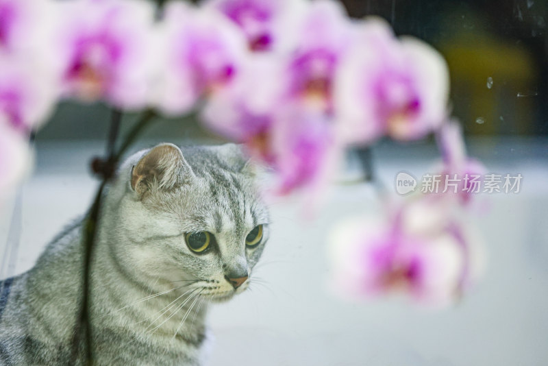 猫宠物动物