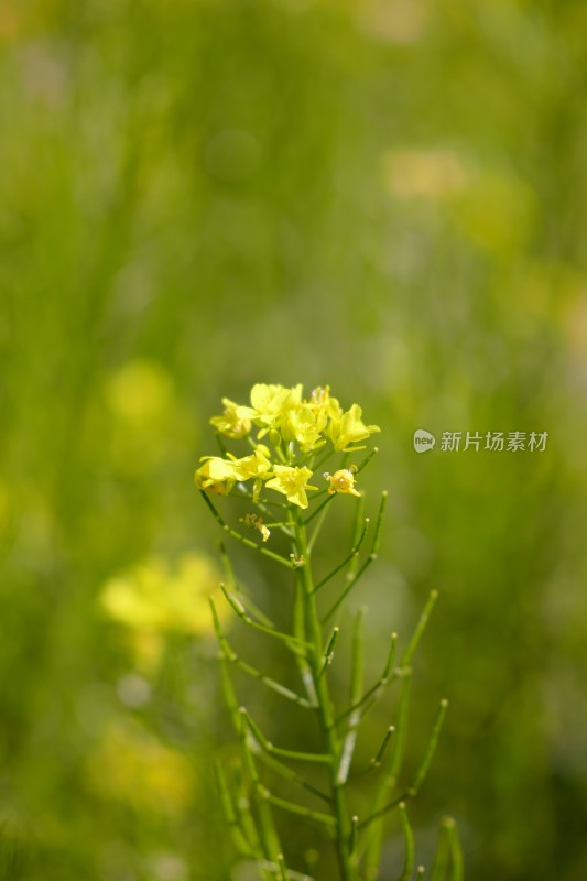 厦门园博苑的油菜花