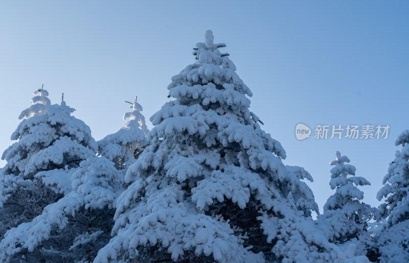 被雪覆盖的松树顶