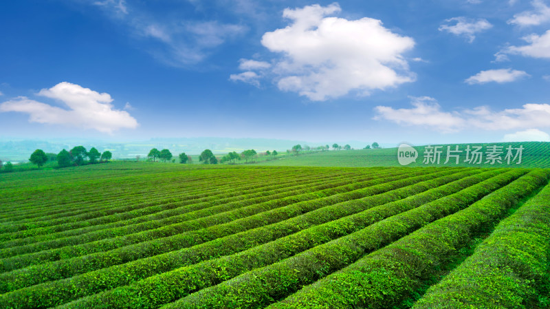 茶园茶山