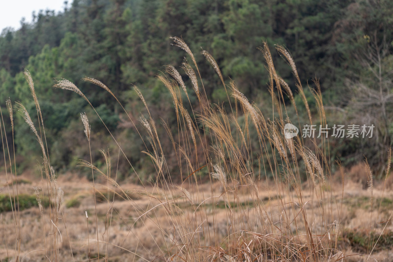 野外枯黄芦苇随风飘动的自然景象