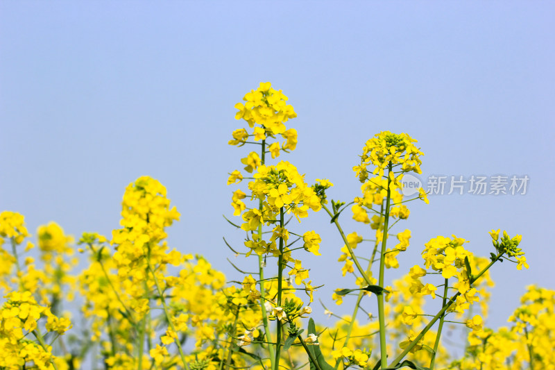 蓝色自然背景中的油菜花