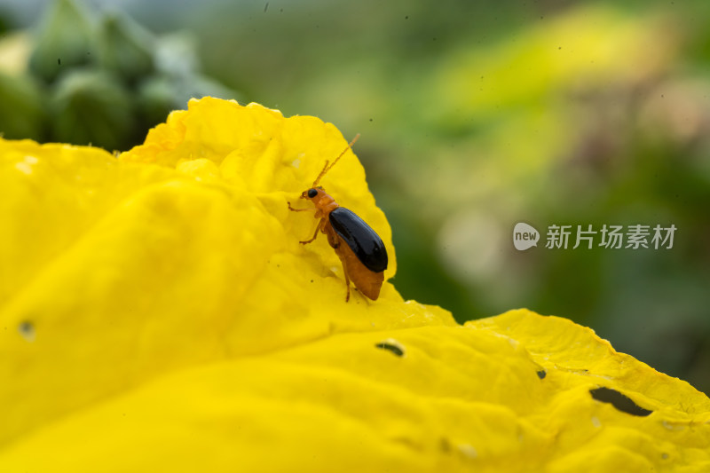 在草丛里觅食的甲虫