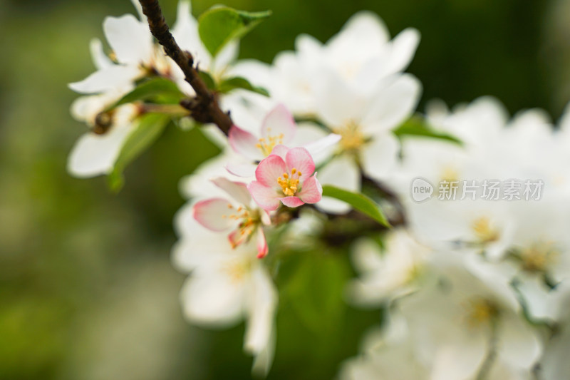 海棠花特写花瓣