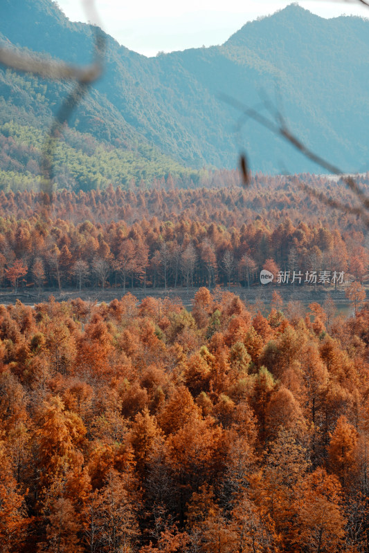 山林间色彩斑斓的红杉林秋景