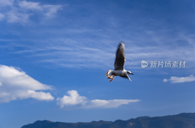 云南丽江泸沽湖天空海鸥水鸟野生动物