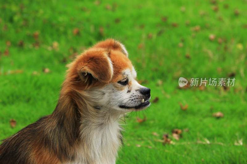 户外流浪的宠物狗