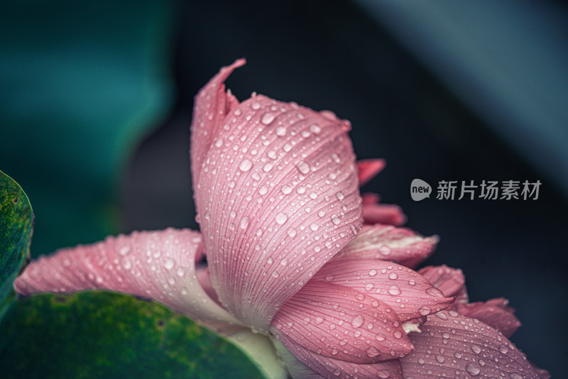 夏天雨后的荷花挂满水珠