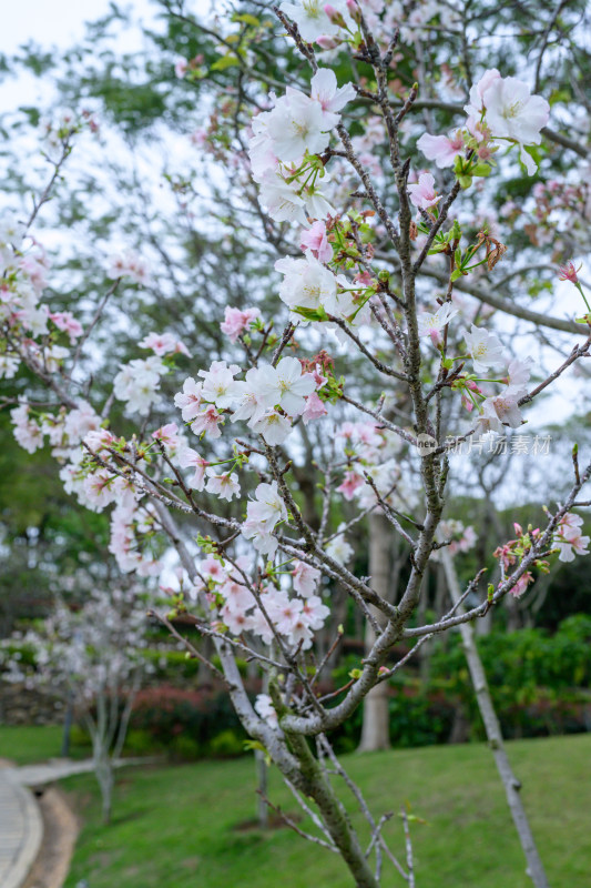 盛开的粉色樱花枝条