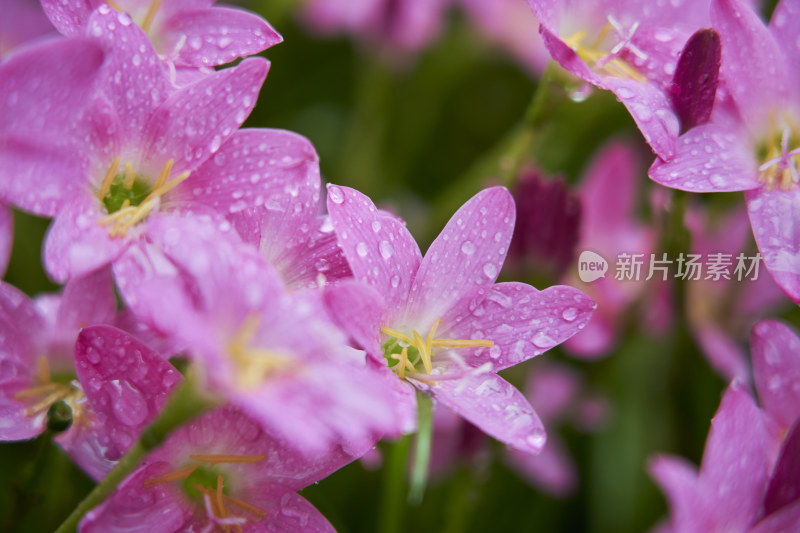 粉色的风雨兰花海