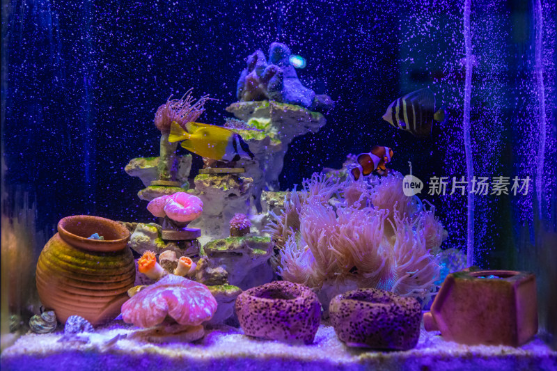 海缸里的海水生物