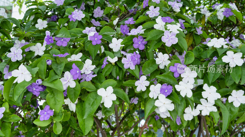 双色茉莉开花特写