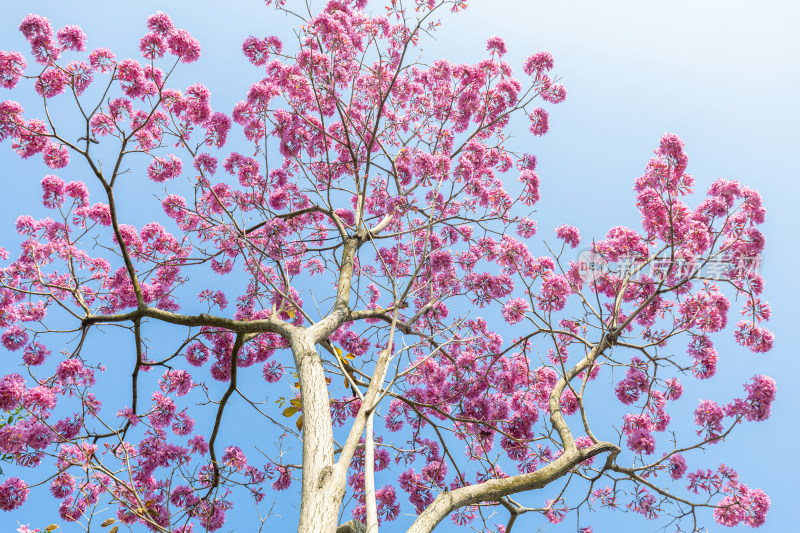 紫花风铃木