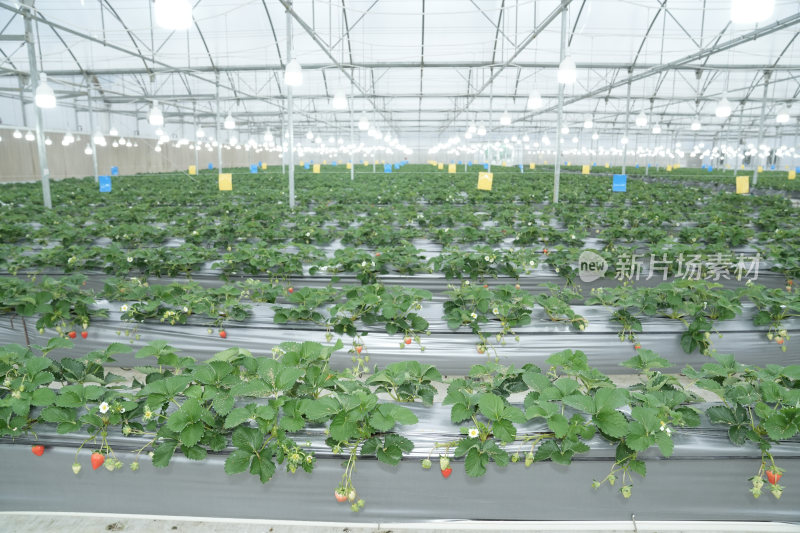 阳光大棚草莓生态科技产业园