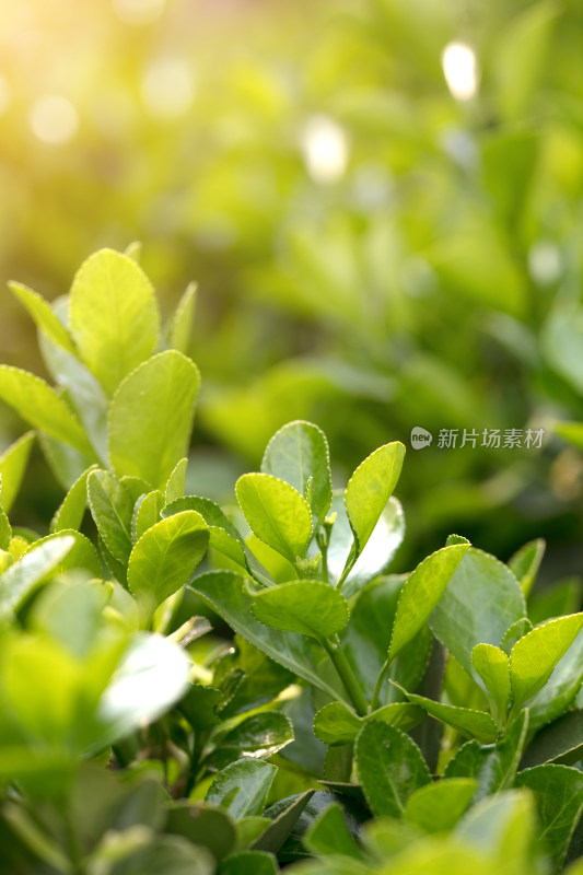 冬青植物叶子特写