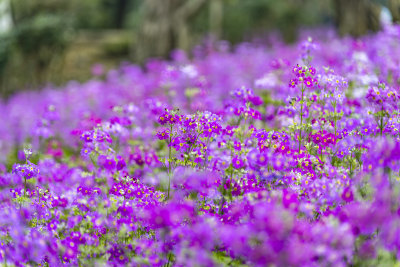 春天盛开的花朵