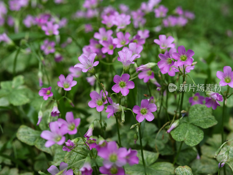 春天绿色的草地和盛开的紫色鲜花的风景