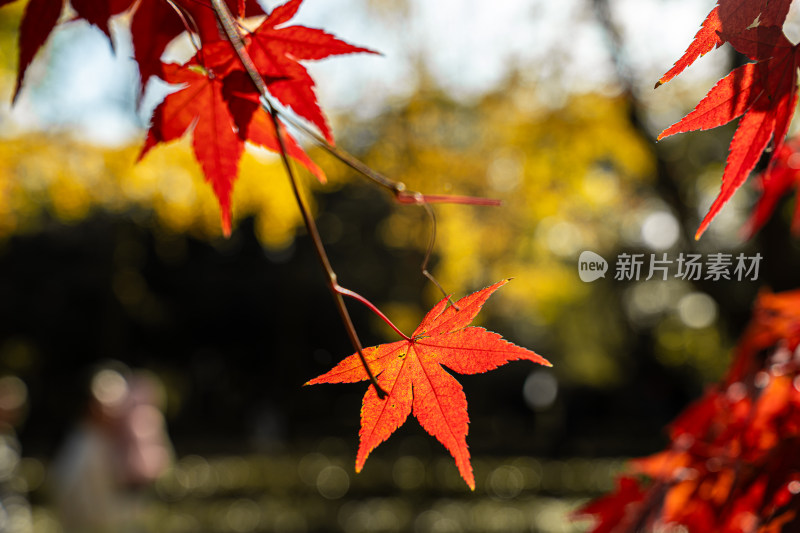 秋天的红色枫叶特写