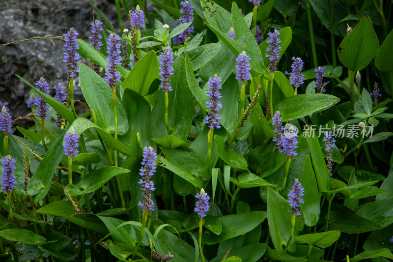 雨后开花的梭鱼草植物特写