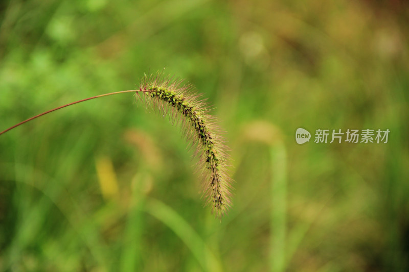 狗尾草背景素材