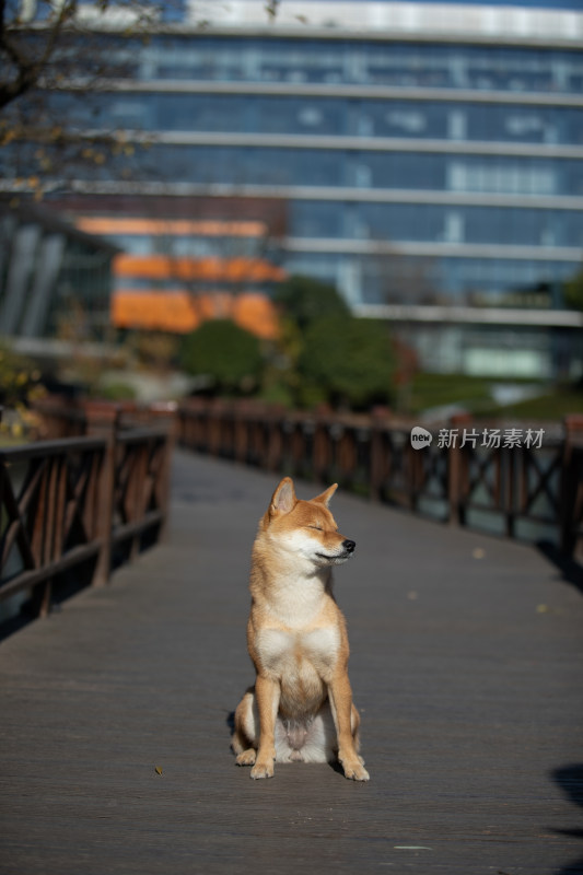 一只坐在栈道上的柴犬