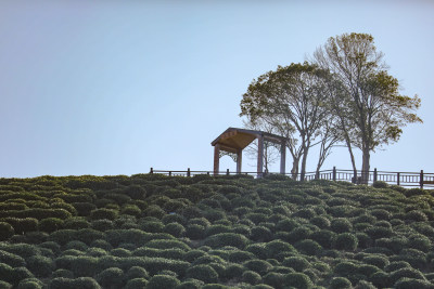 浙江杭州西湖龙井春天的茶园 头茶 明前茶