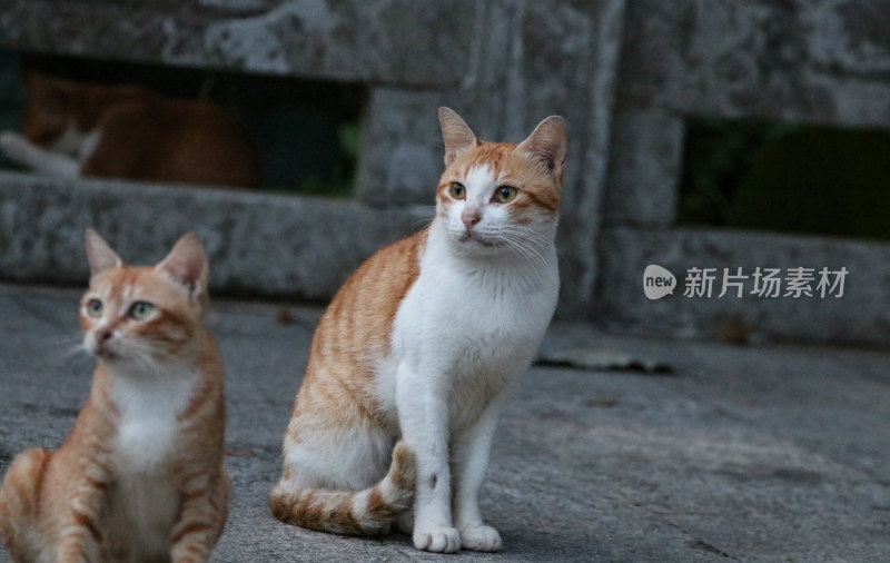 深圳凤凰山的流浪猫