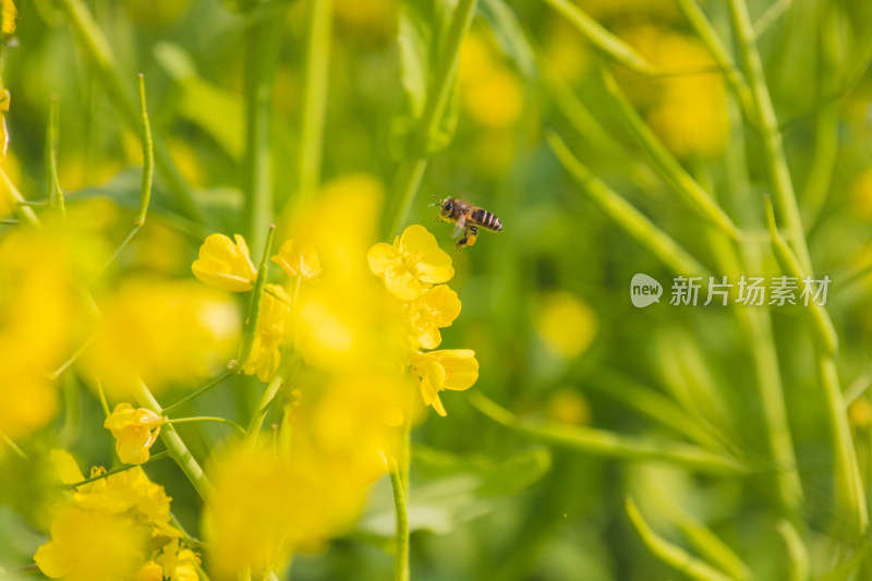 蜜蜂在黄花上授粉的特写镜头