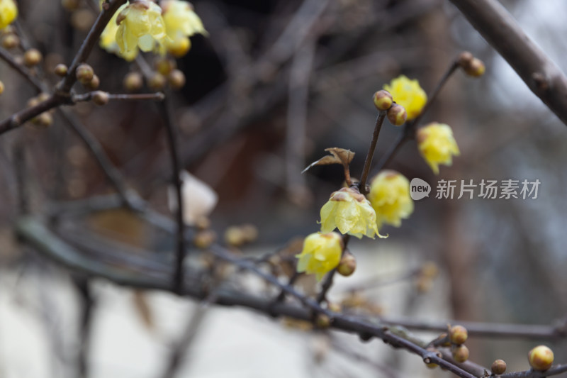 腊梅花枝特写展现初春生机