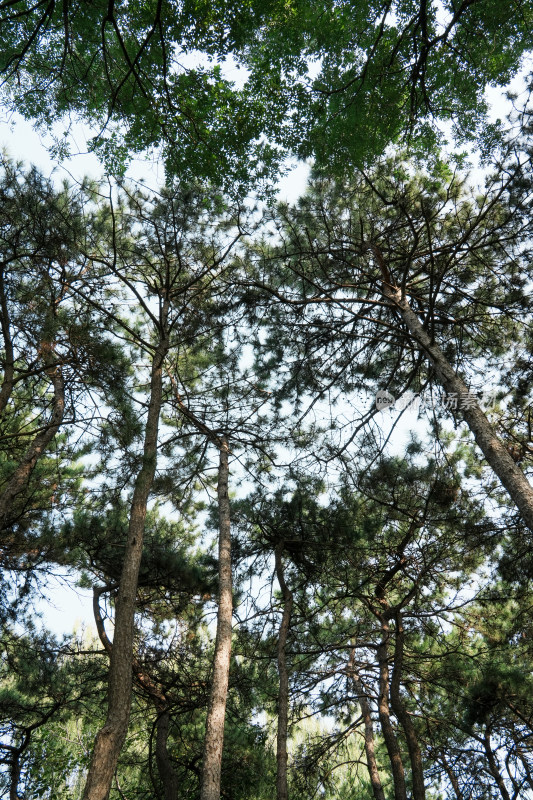 北京圆明园公园树林风景