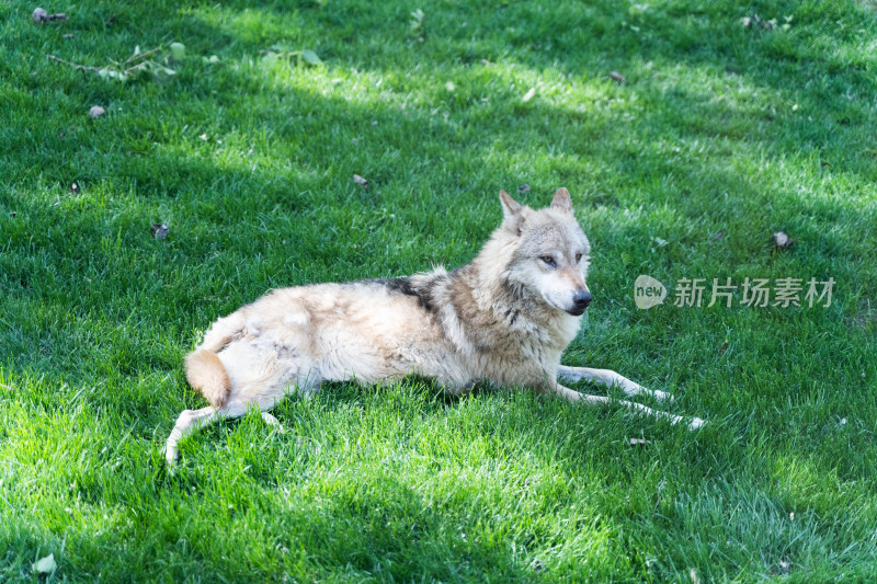灰狼在绿草地上休息