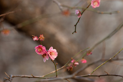 杭州钱塘江畔粉色梅花枝特写