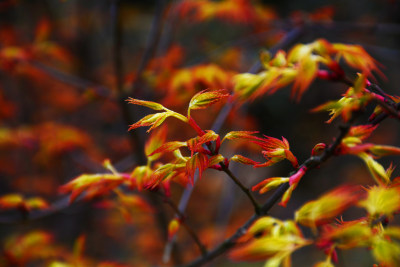 枫叶嫩芽