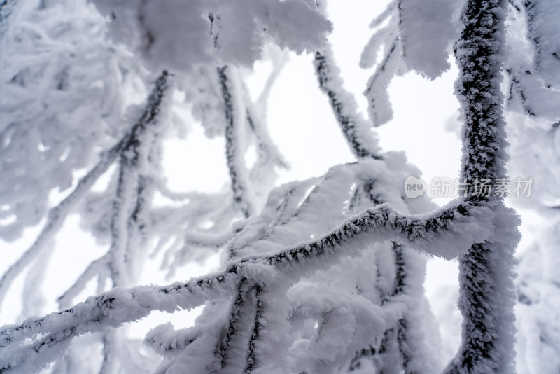 冬季大雪树木雾凇雪挂