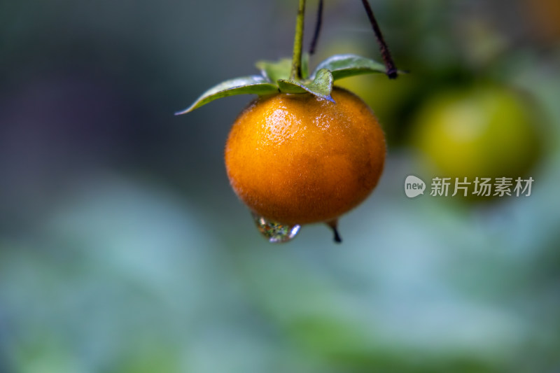 雨后乌柿金弹子盆栽植物特写