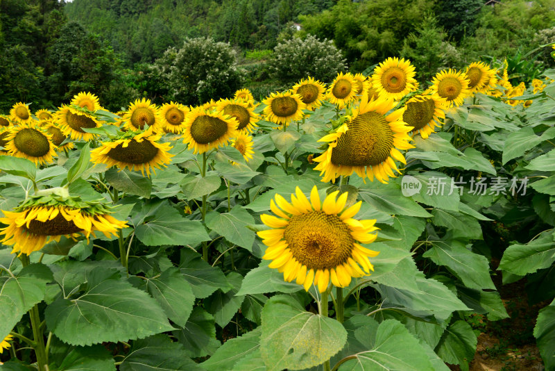 美丽田野田园太阳花葵花花朵向日葵