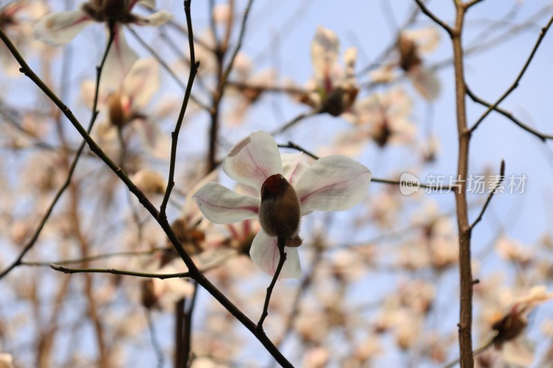 绽放的玉兰花特写