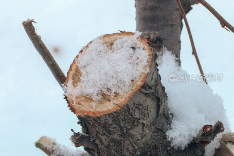 被雪覆盖的树桩