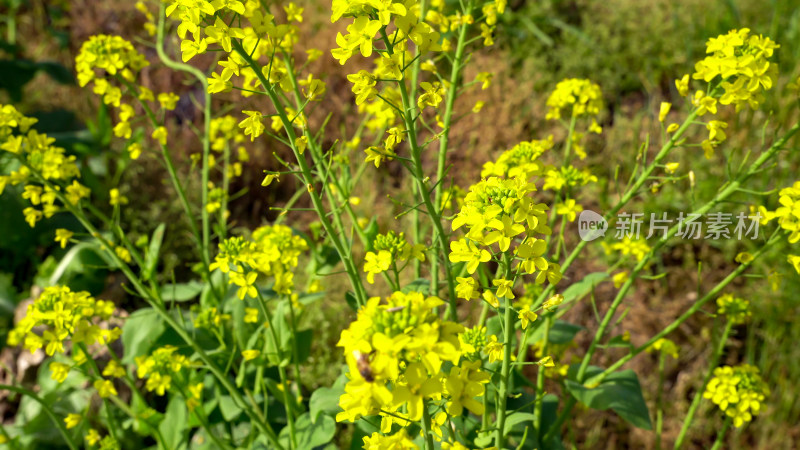 油菜花鲜花金灿灿