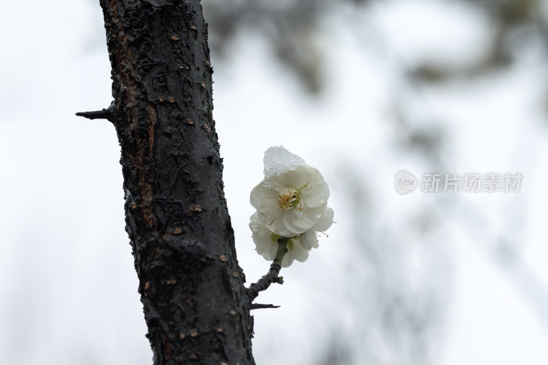 春天公园里雪中盛开的白色梅花