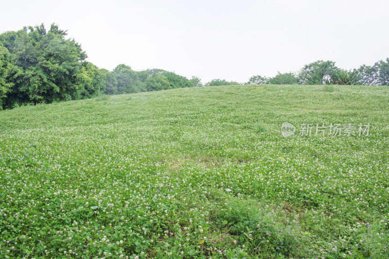 乡村绿色春天植物风景自然户外