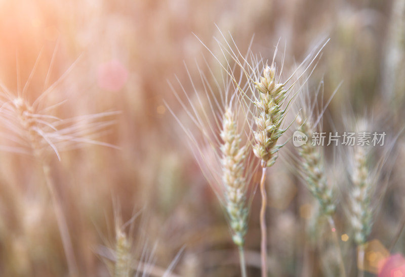 夏日户外即将成熟的农作物小麦