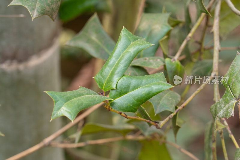 带刺绿叶的植物特写