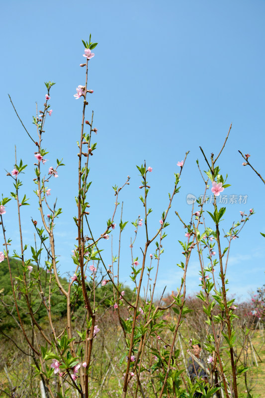 蓝天背景下的粉色桃花