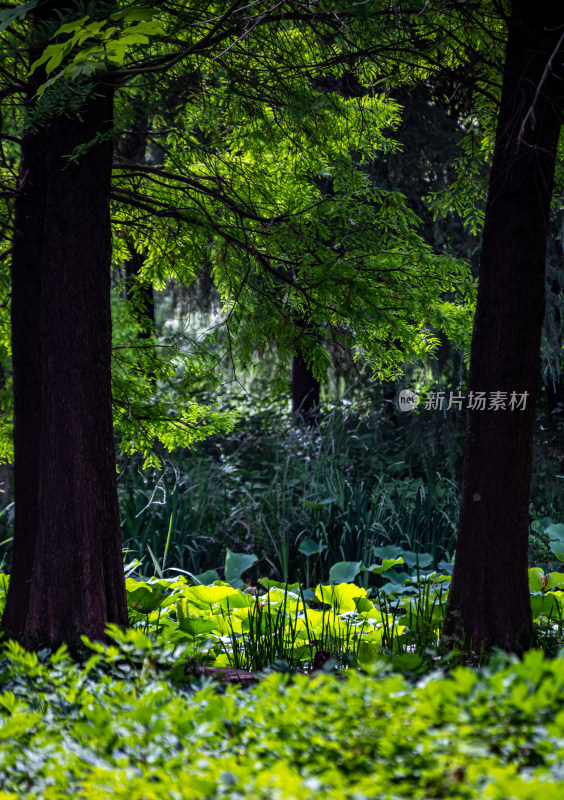 洛阳隋唐遗址植物园景点景观