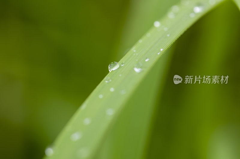 叶子上的水珠露水雨珠特写