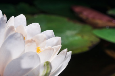 一朵盛开的白色睡莲花