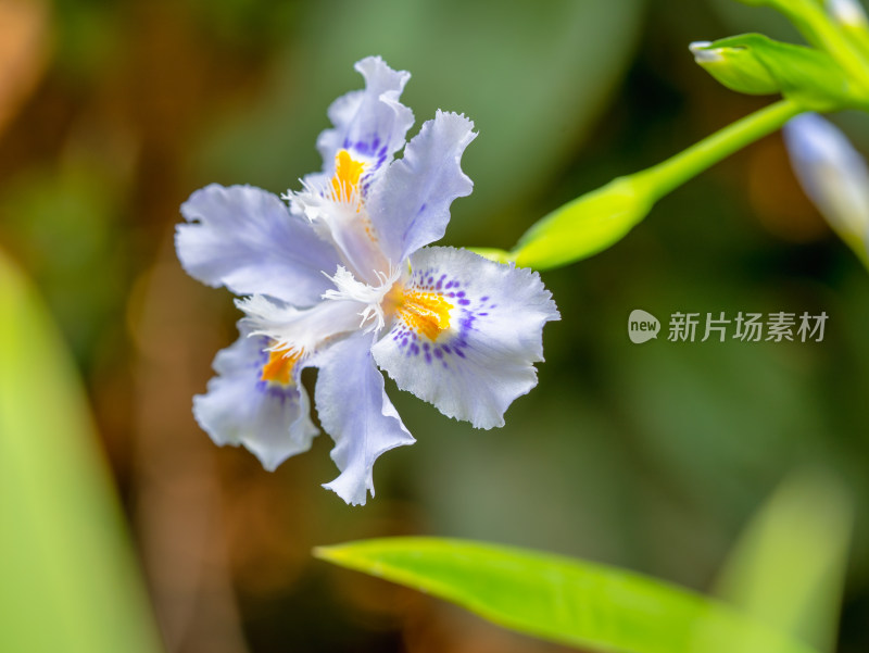 春天里的鸢尾花