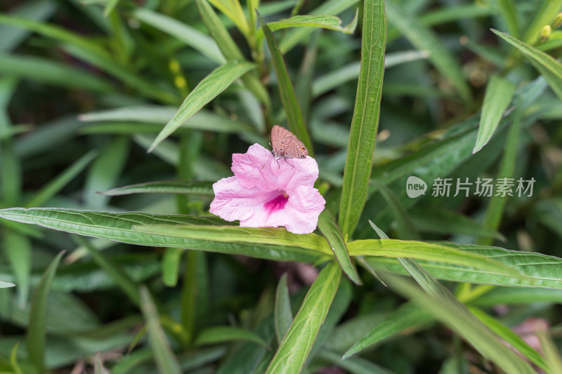 粉色蓝花草花朵上的蝴蝶特写