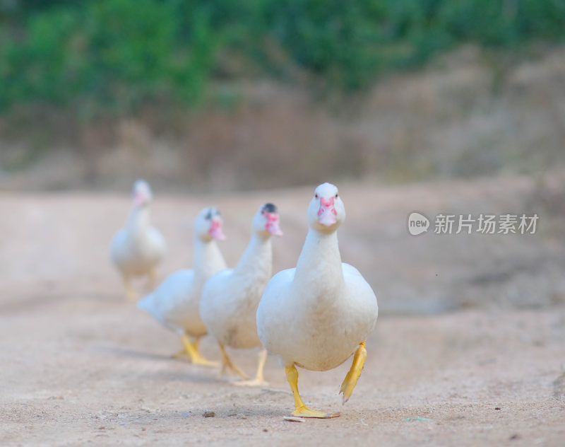 田园乐趣，鸭子